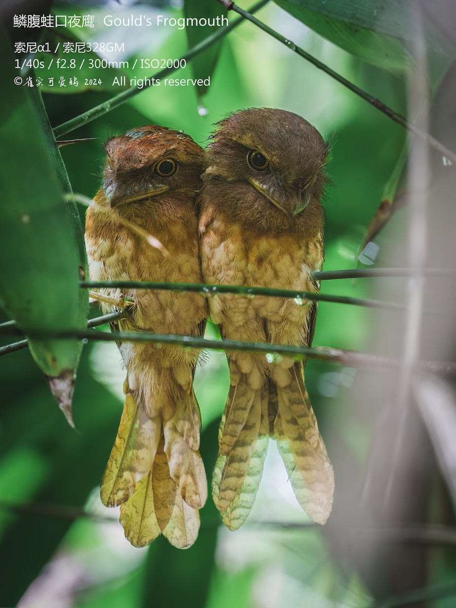 Gould's Frogmouth - ML621090808