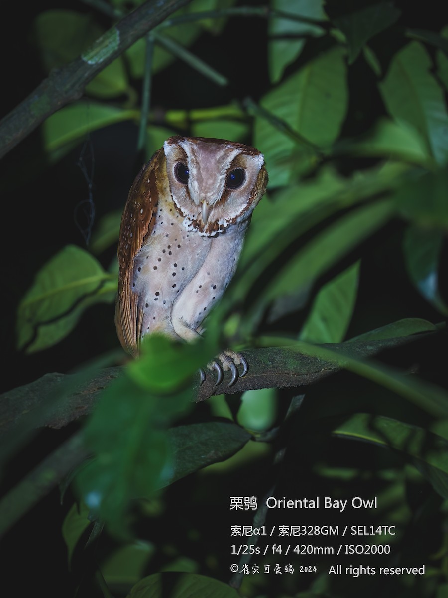 Oriental Bay-Owl - ML621090810