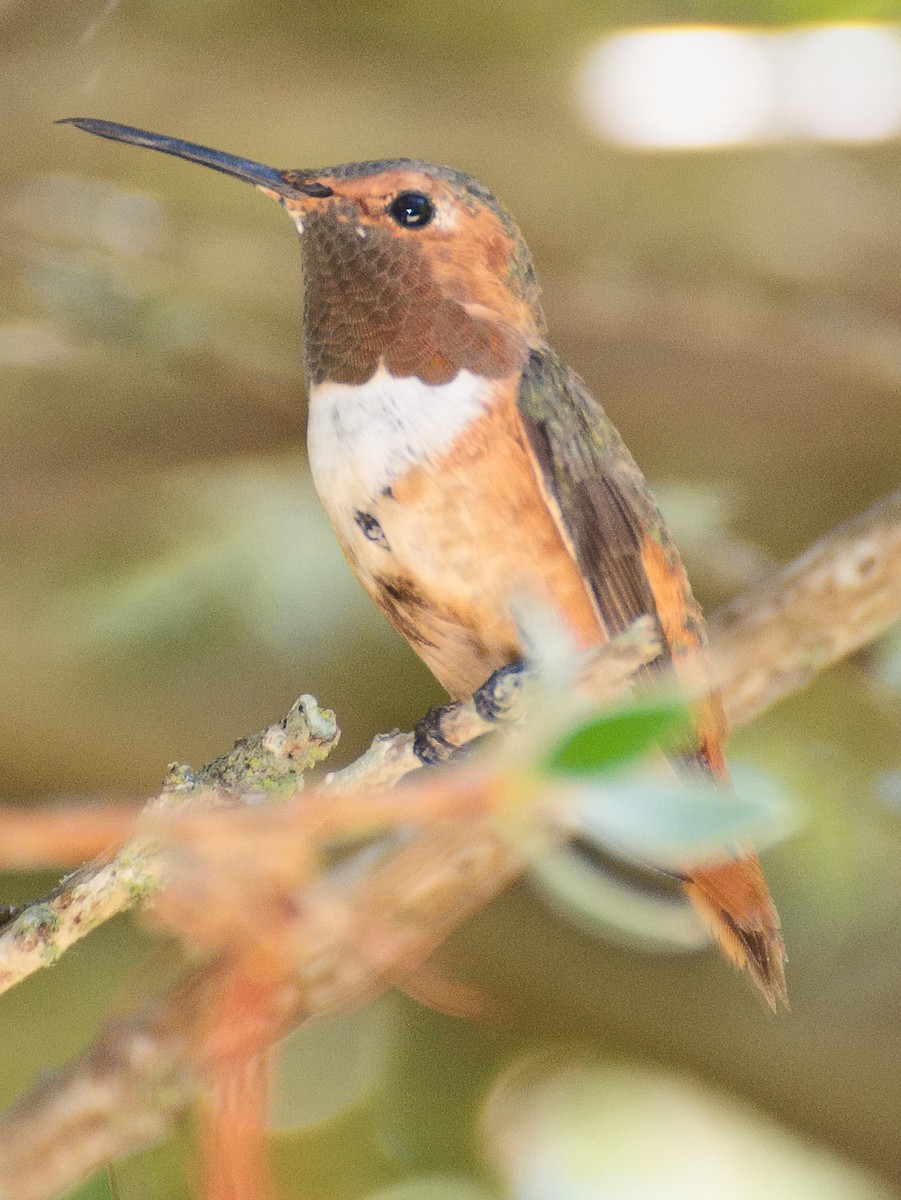 Allen's Hummingbird - ML621090820