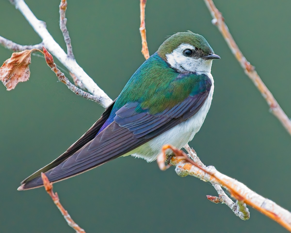 Violet-green Swallow - ML621090846