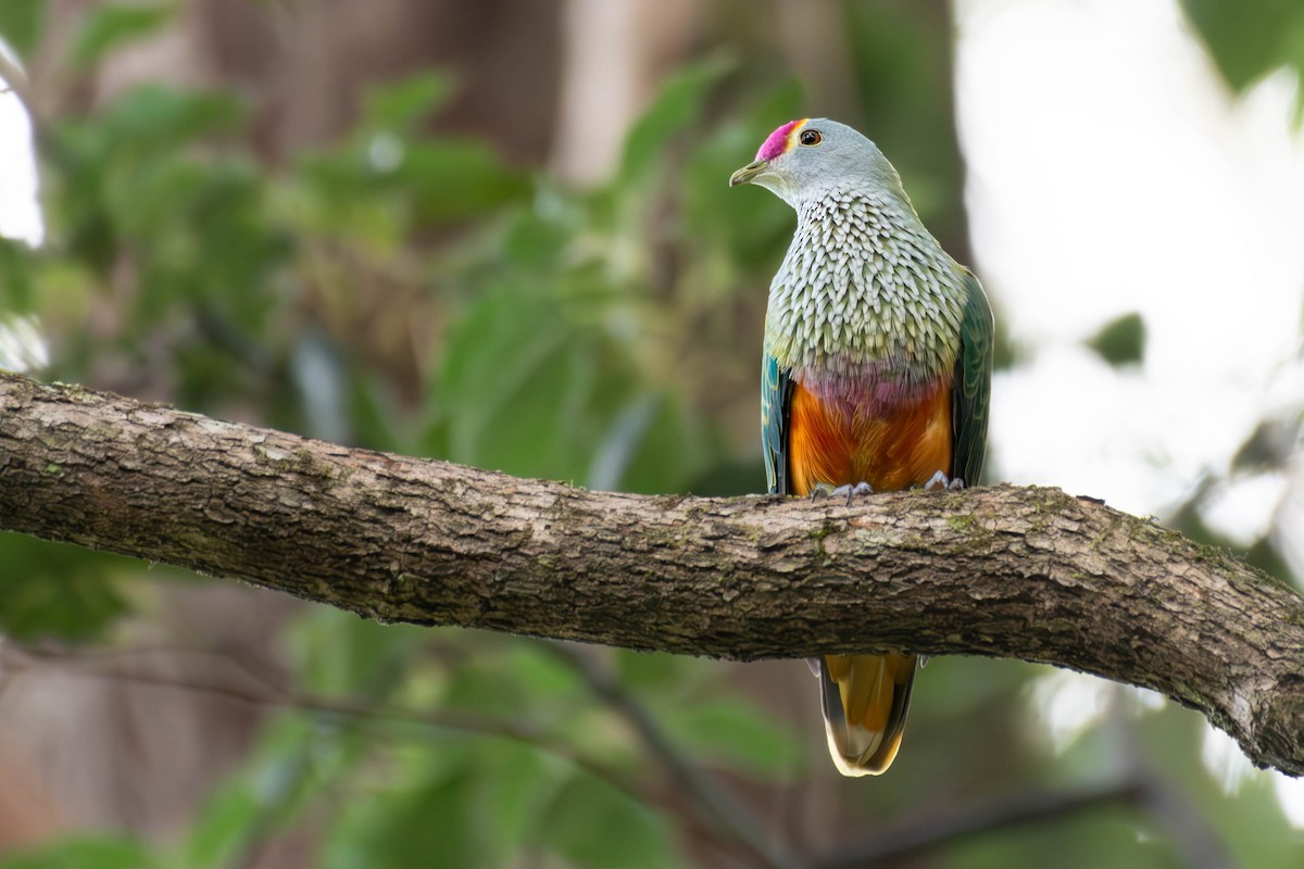 Rose-crowned Fruit-Dove - ML621090854