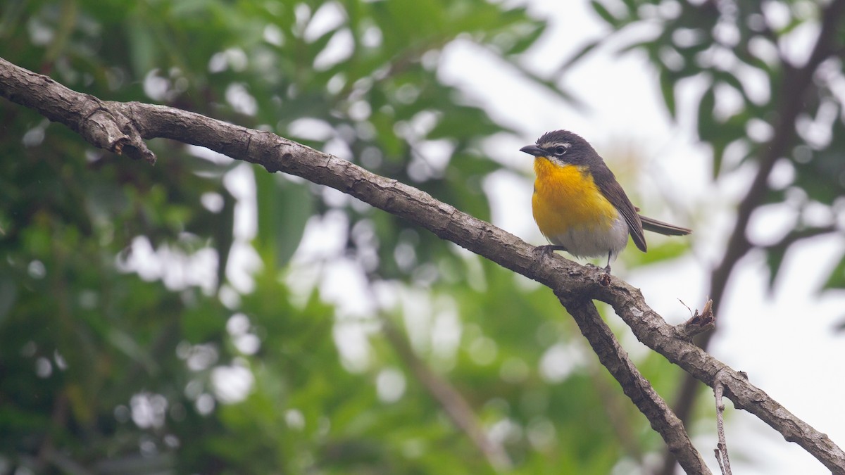 Yellow-breasted Chat - ML621090858