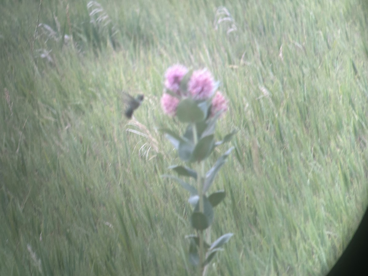 Широкохвостый колибри - ML621090869