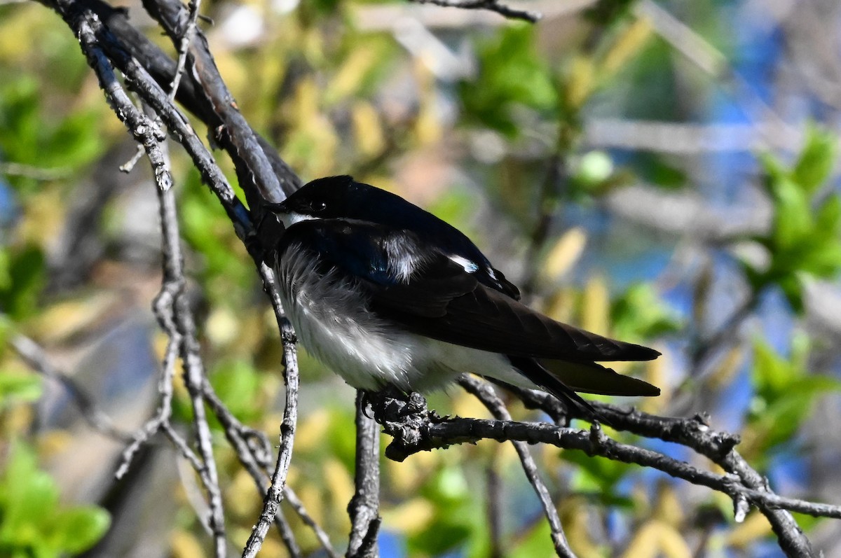 Golondrina Bicolor - ML621090877