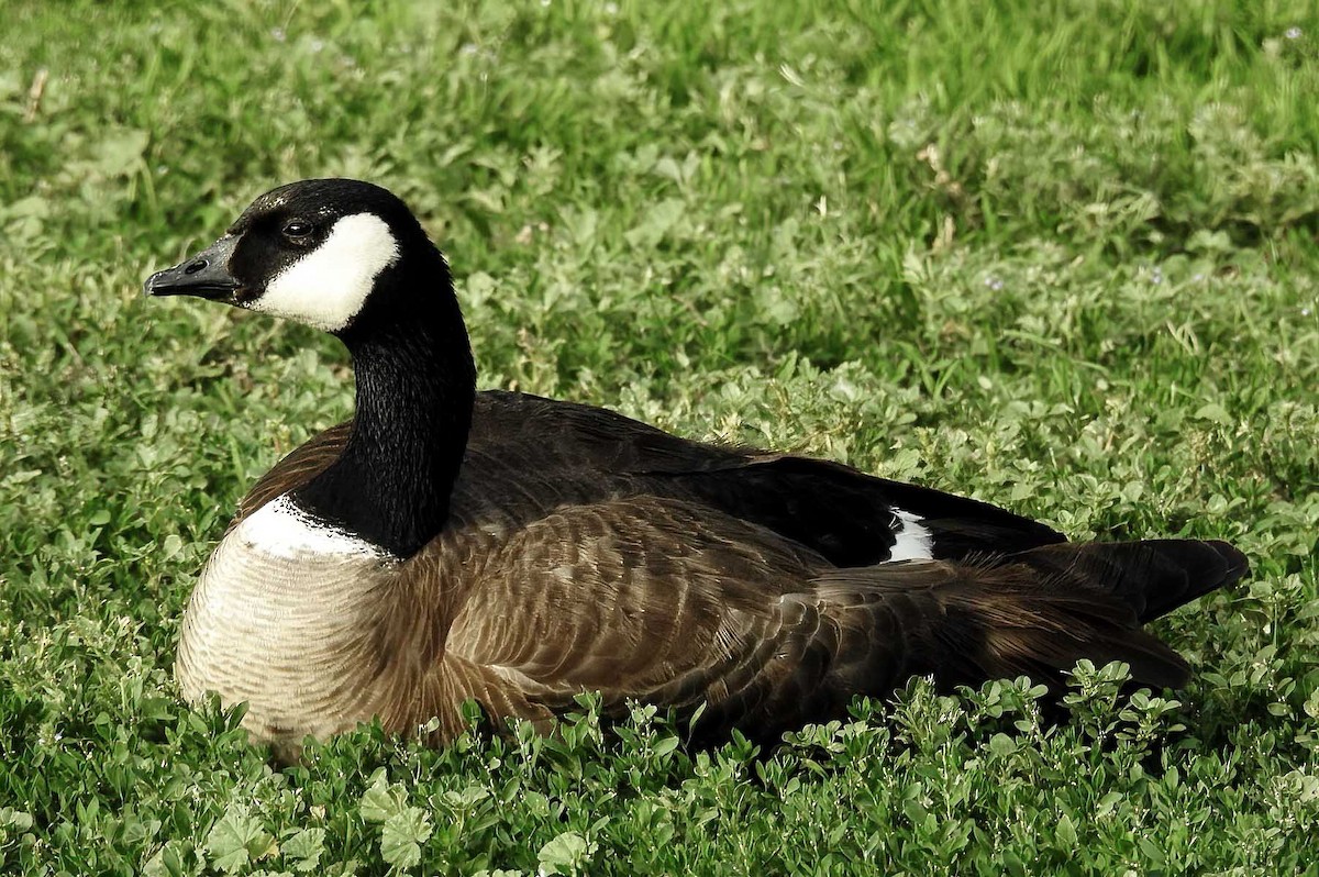 Cackling Goose - Van Truan