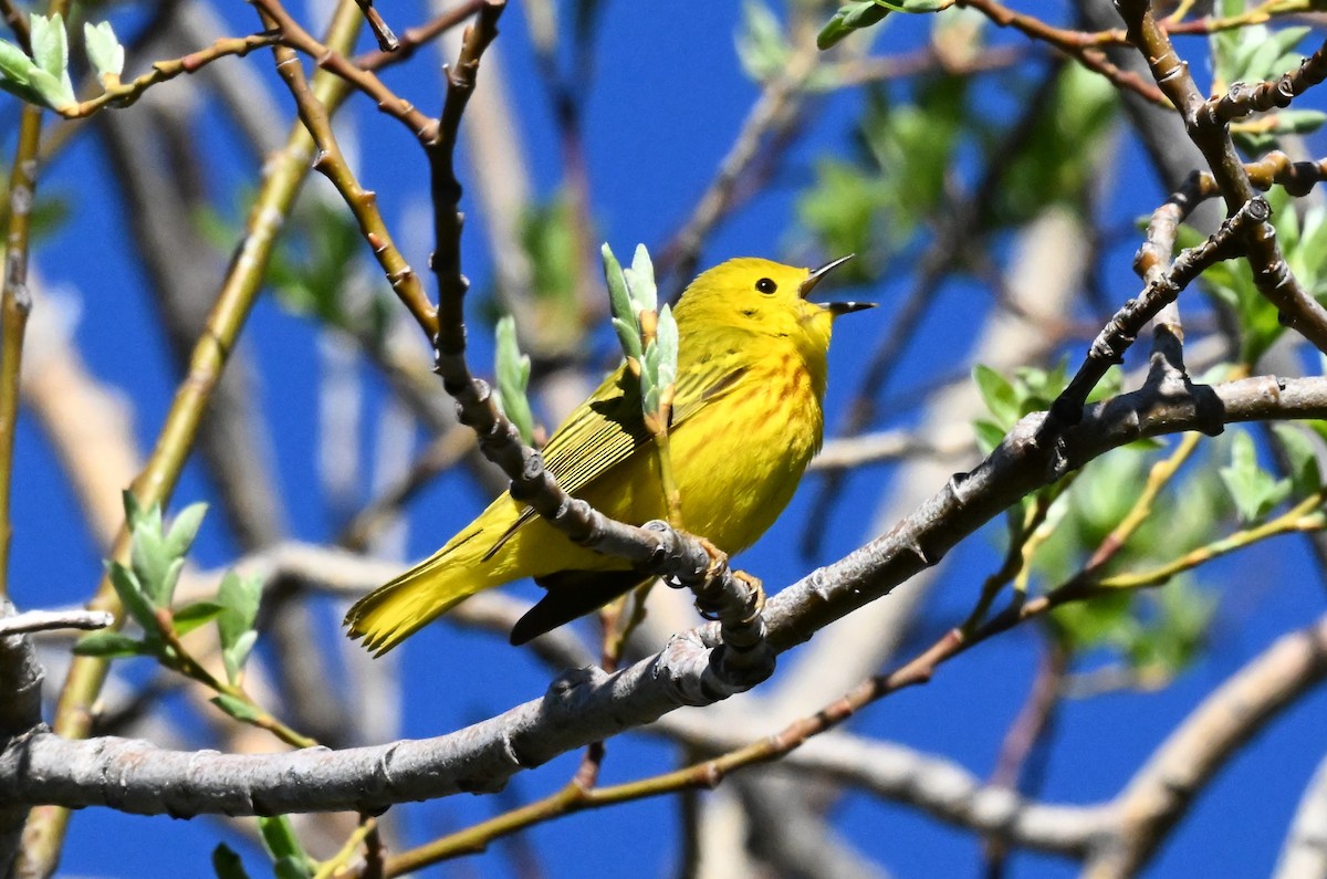 Paruline jaune - ML621090883