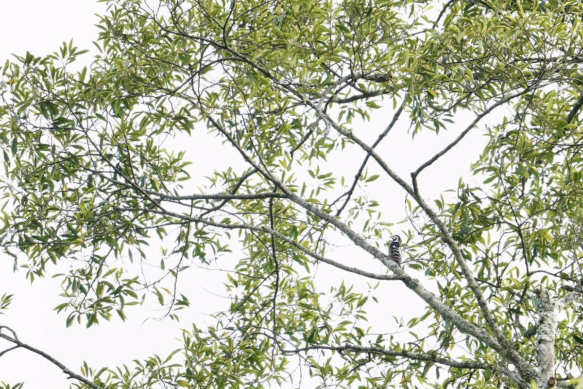 White-backed Woodpecker - ML621090890