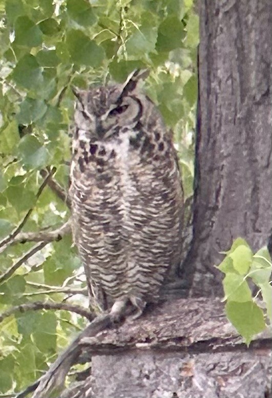 Great Horned Owl - ML621090905
