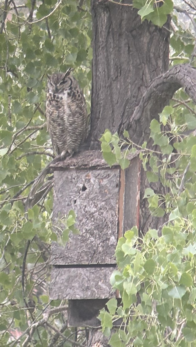 Great Horned Owl - ML621090906