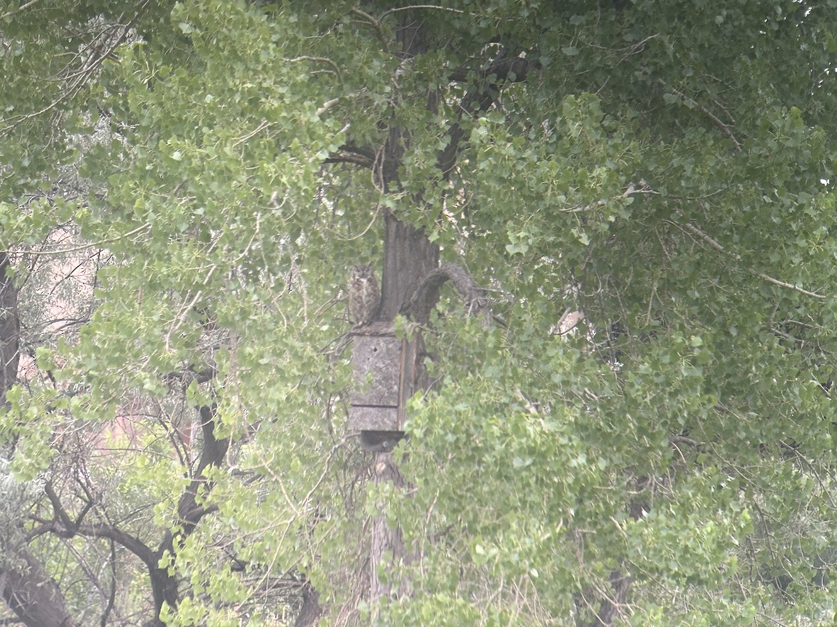 Виргинский филин - ML621090907