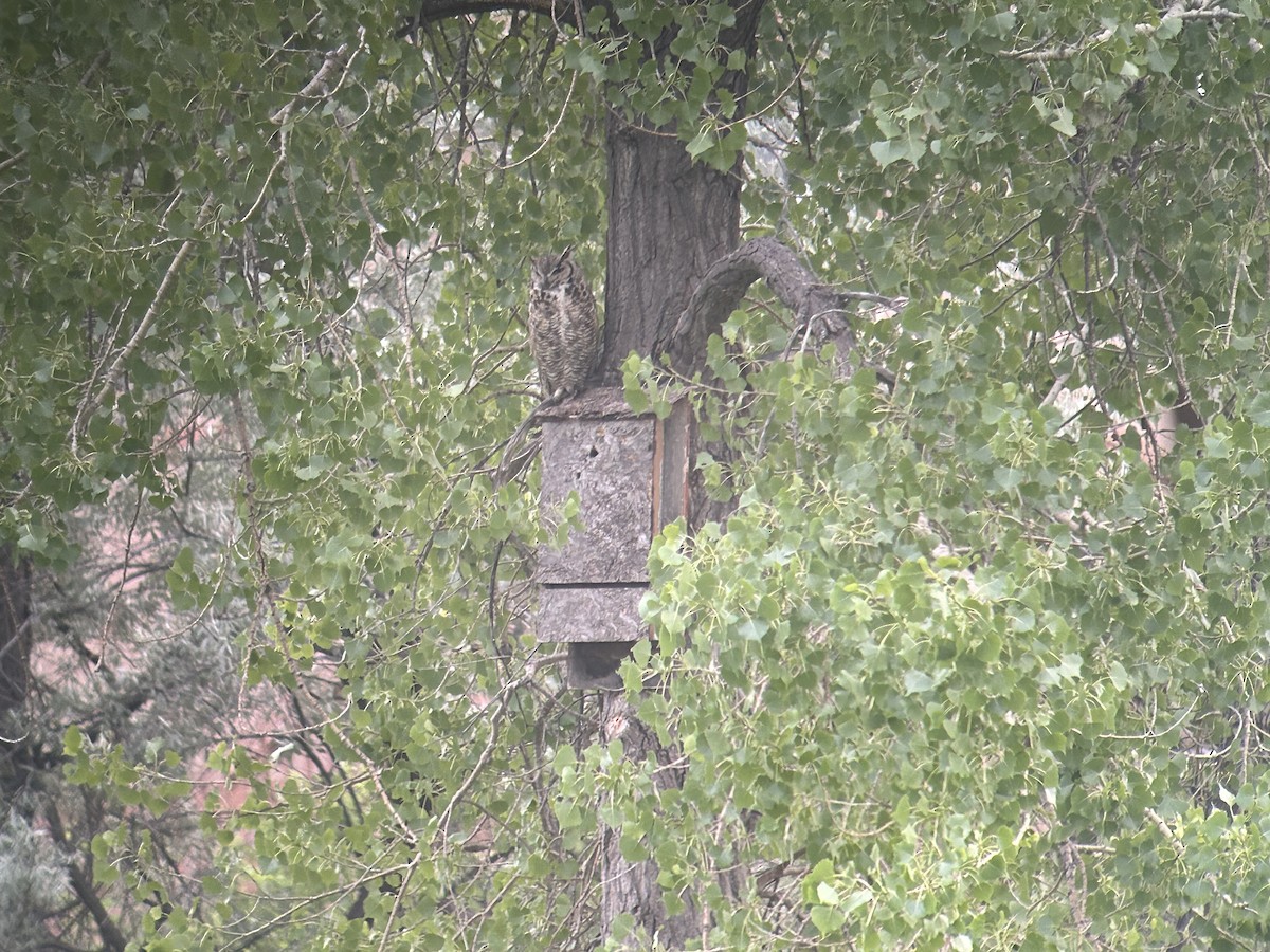 Great Horned Owl - ML621090908