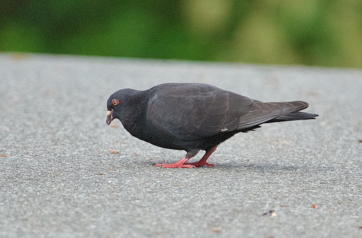 Rock Pigeon (Feral Pigeon) - ML621090922