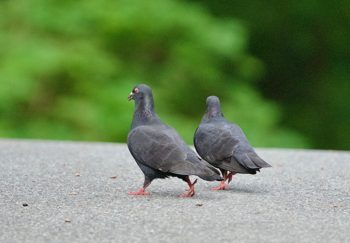 Rock Pigeon (Feral Pigeon) - ML621090923
