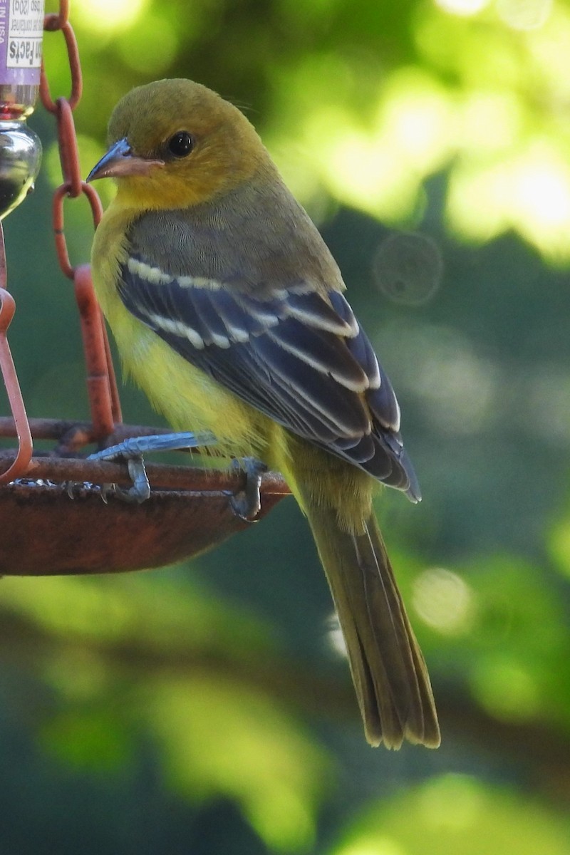 Orchard Oriole - ML621090924