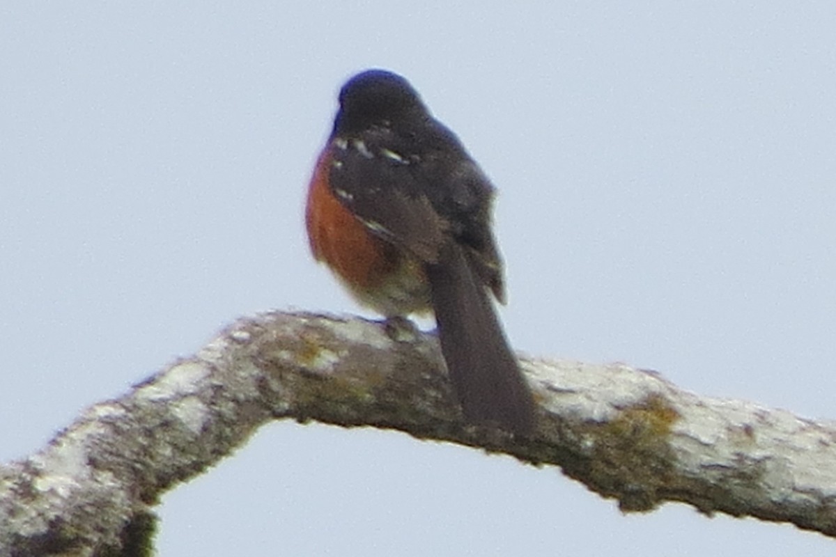 Spotted Towhee - ML621090927
