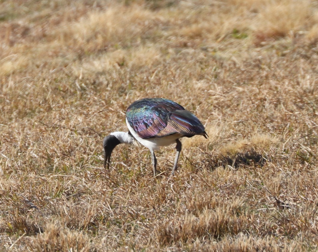 ibis slámokrký - ML621090949