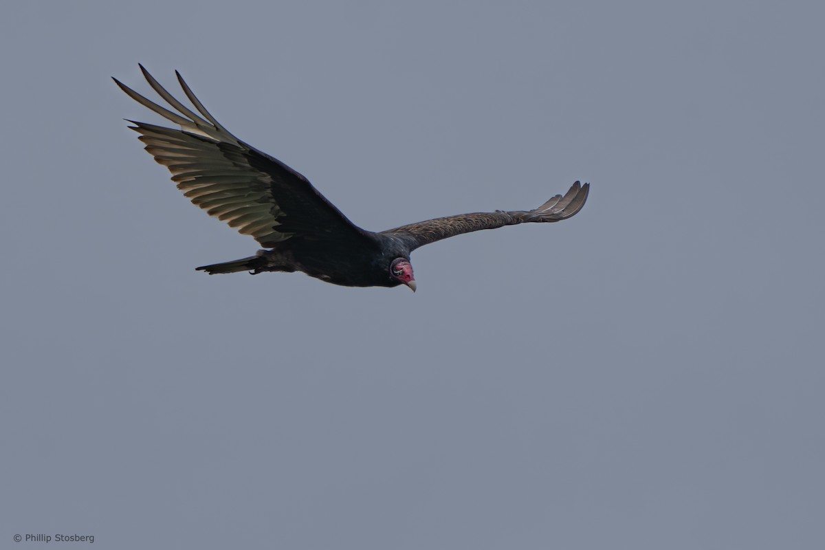 Turkey Vulture - ML621090957