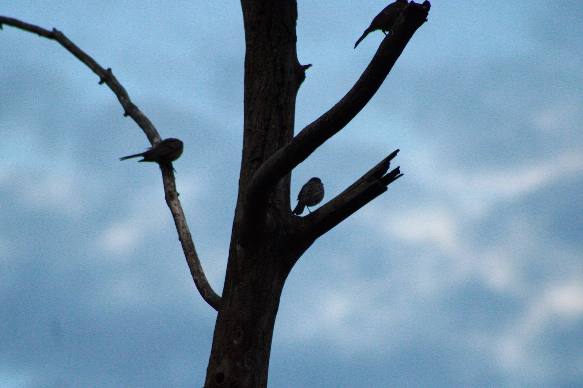 American Robin - ML621090961