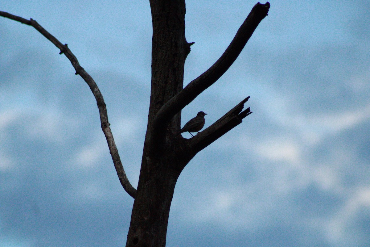 American Robin - ML621090962