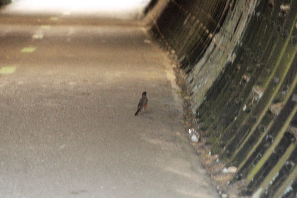 American Robin - ML621090963