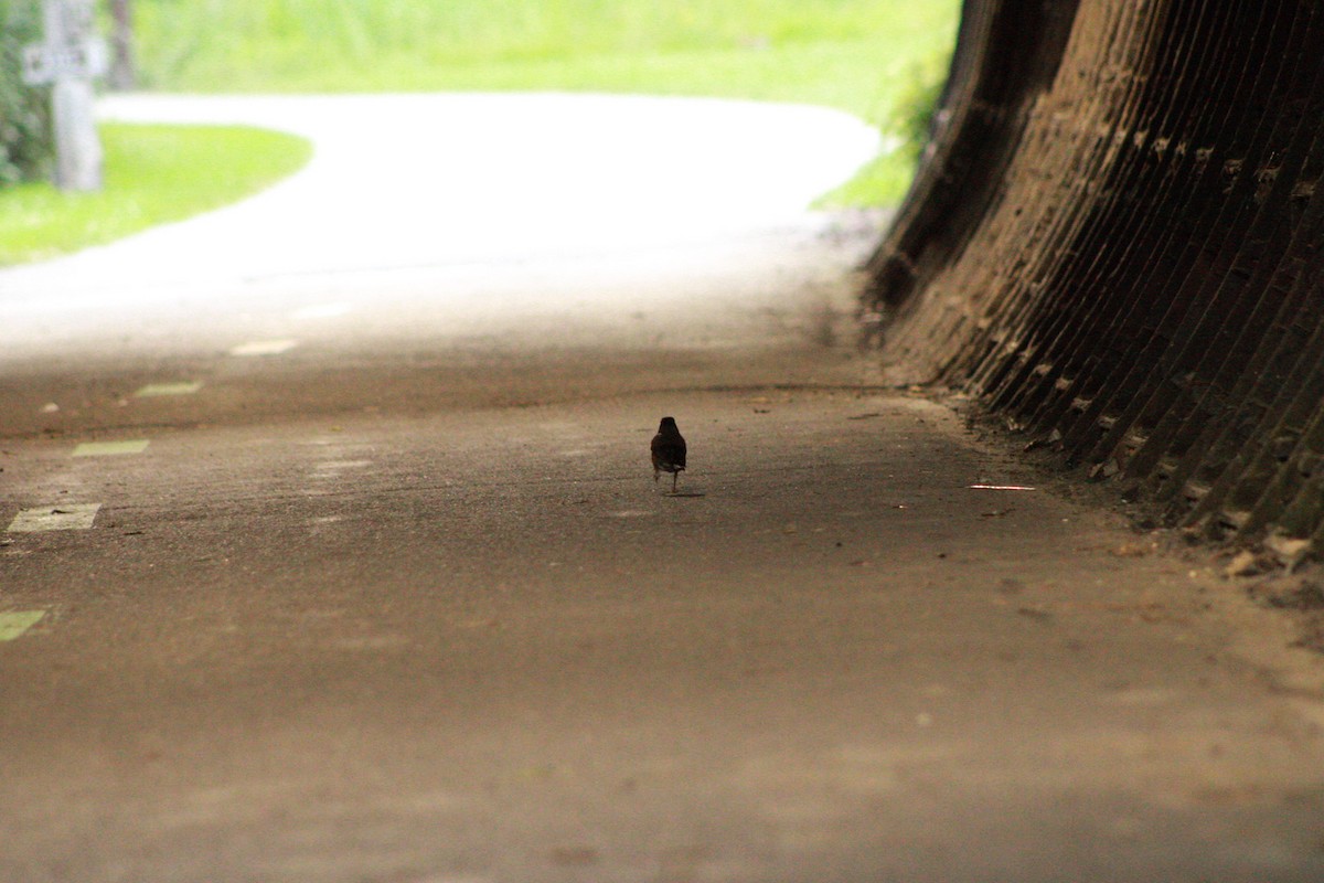 American Robin - ML621090966