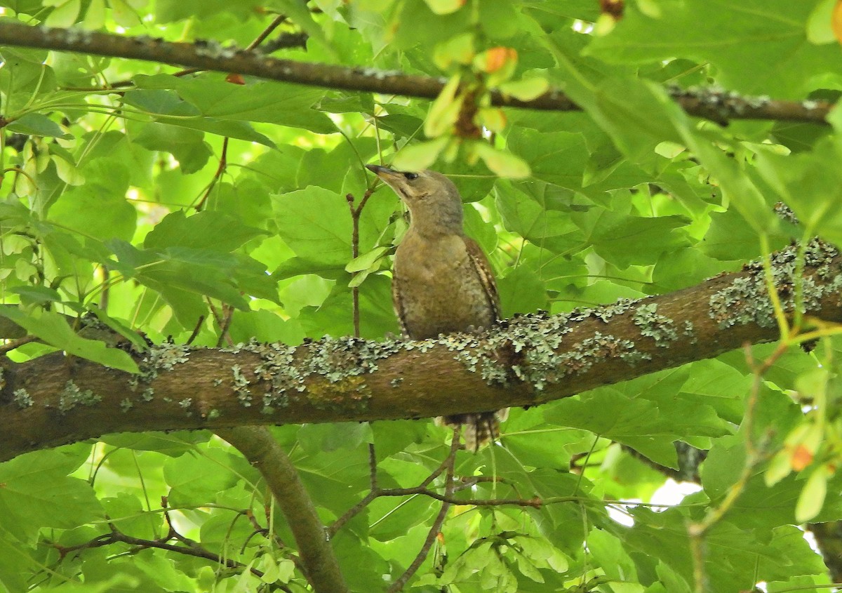 Gray-headed Woodpecker - ML621090967