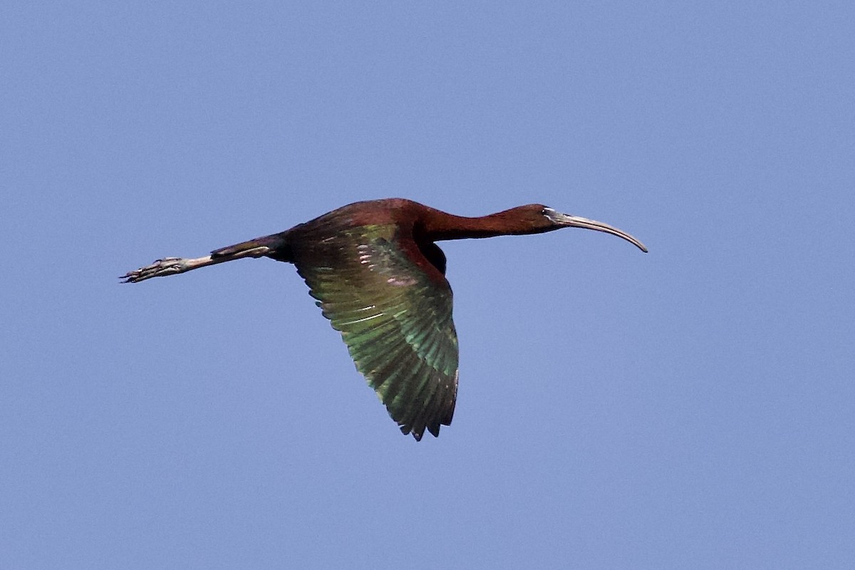 ibis hnědý - ML621090980