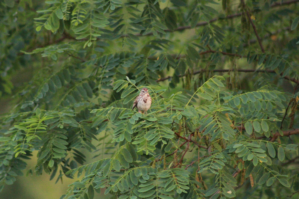 Song Sparrow - ML621090982