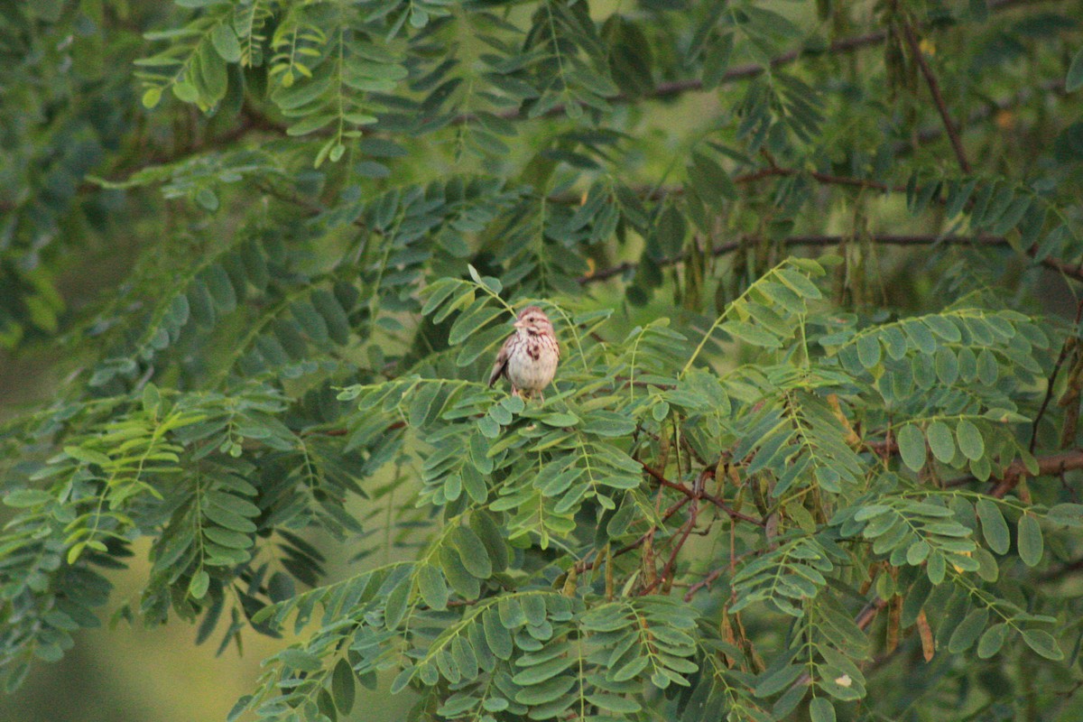 Song Sparrow - ML621090983