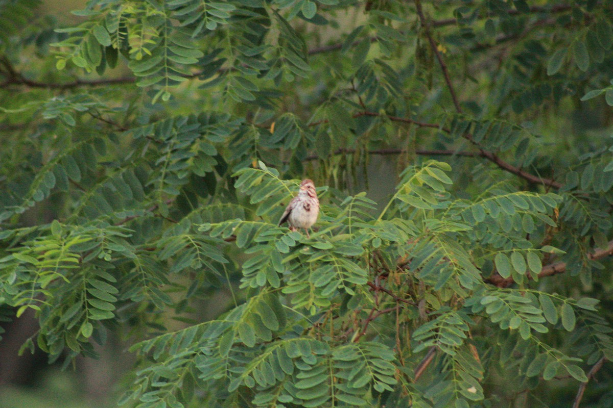 Song Sparrow - ML621090984