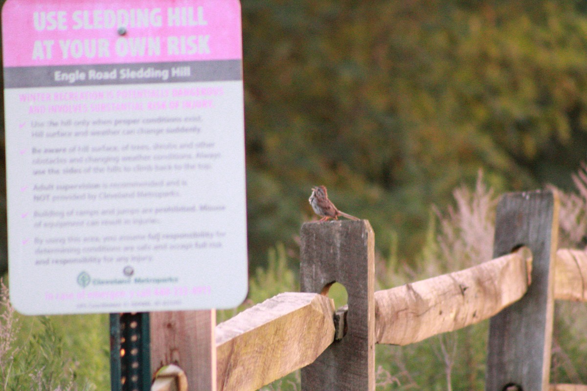 Song Sparrow - ML621090985