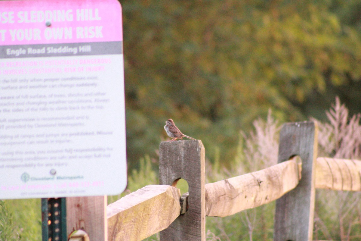 Song Sparrow - ML621090986