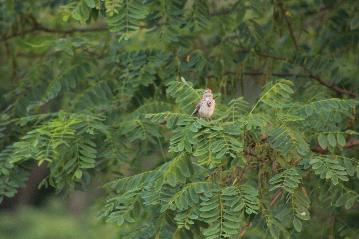 Song Sparrow - ML621090987