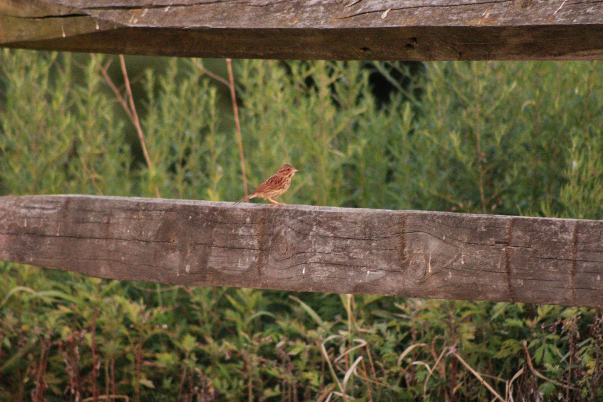 Song Sparrow - ML621090988