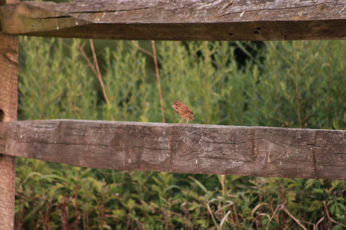 Song Sparrow - ML621090989