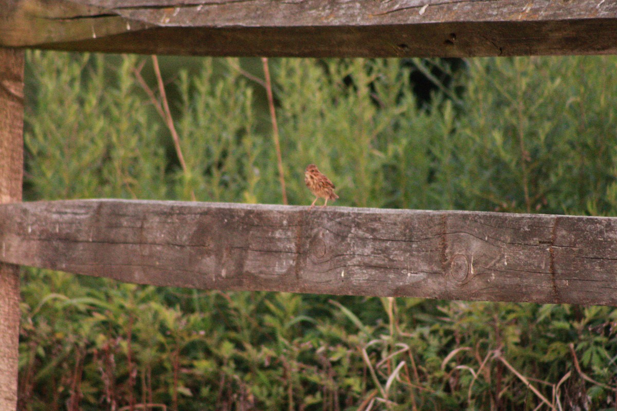 Song Sparrow - ML621090990