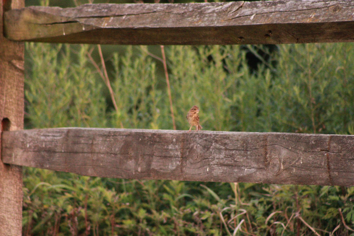 Song Sparrow - ML621090991