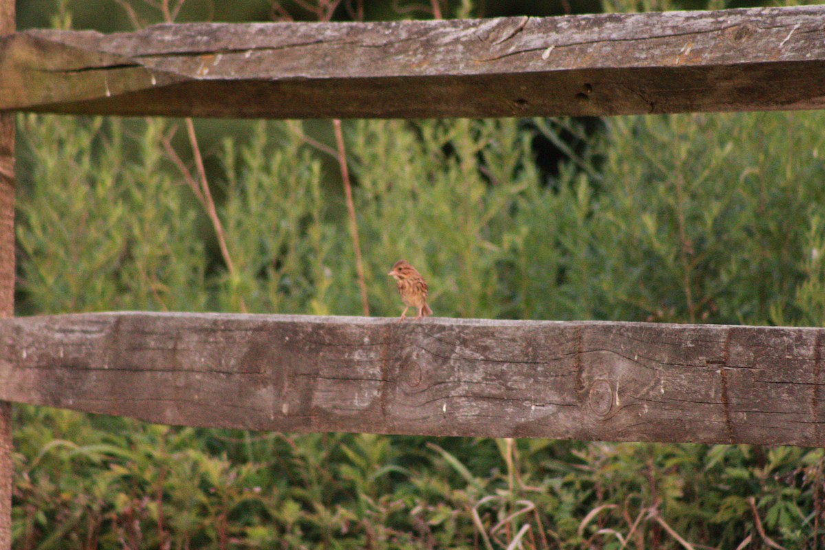 Song Sparrow - ML621090992