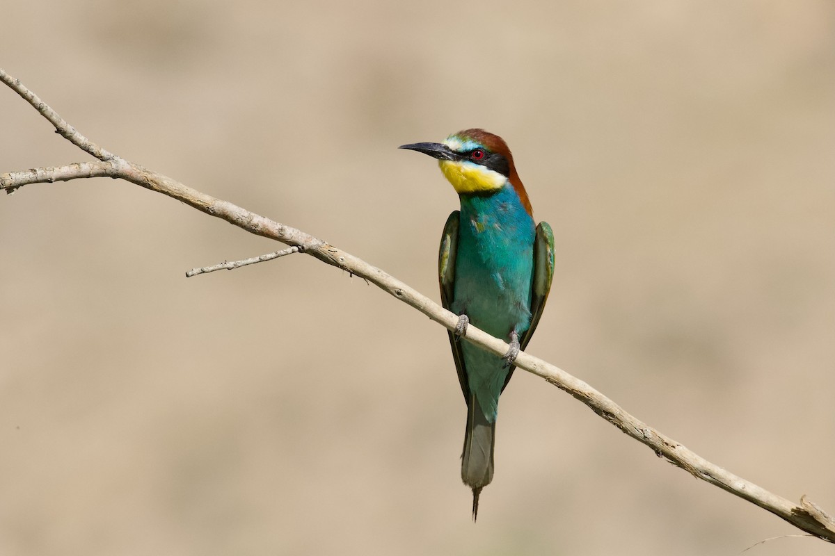 European Bee-eater - ML621090994