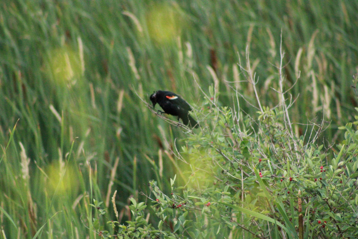 Red-winged Blackbird - ML621090998