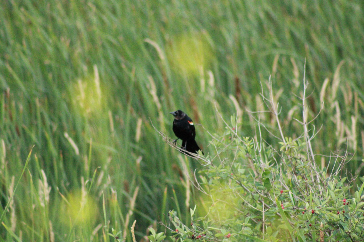 Red-winged Blackbird - ML621090999