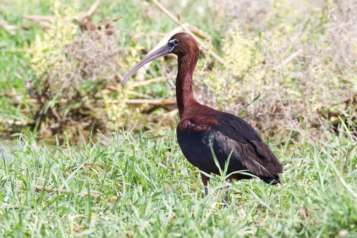 ibis hnědý - ML621091019