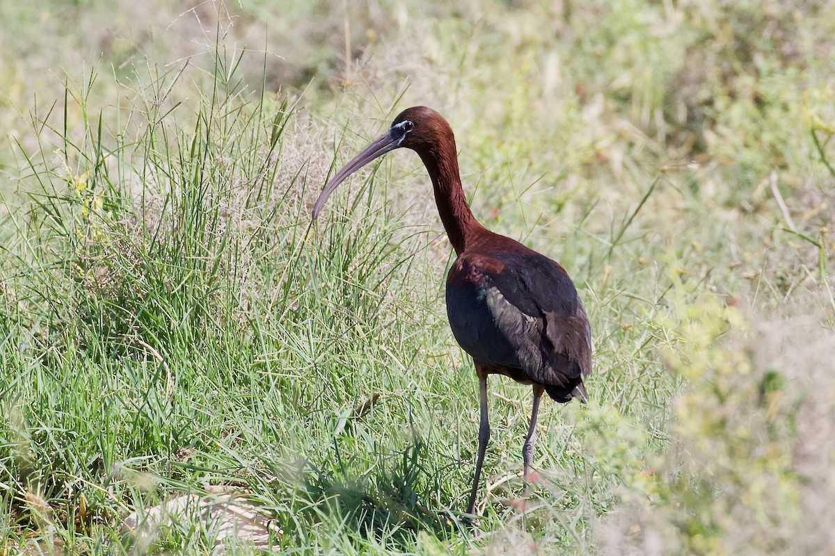 ibis hnědý - ML621091020