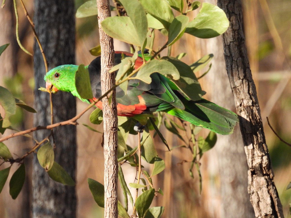 Red-winged Parrot - ML621091036