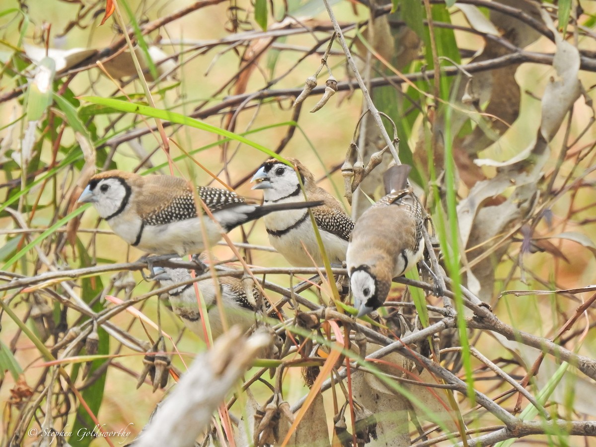 Double-barred Finch - Stephen Goldsworthy