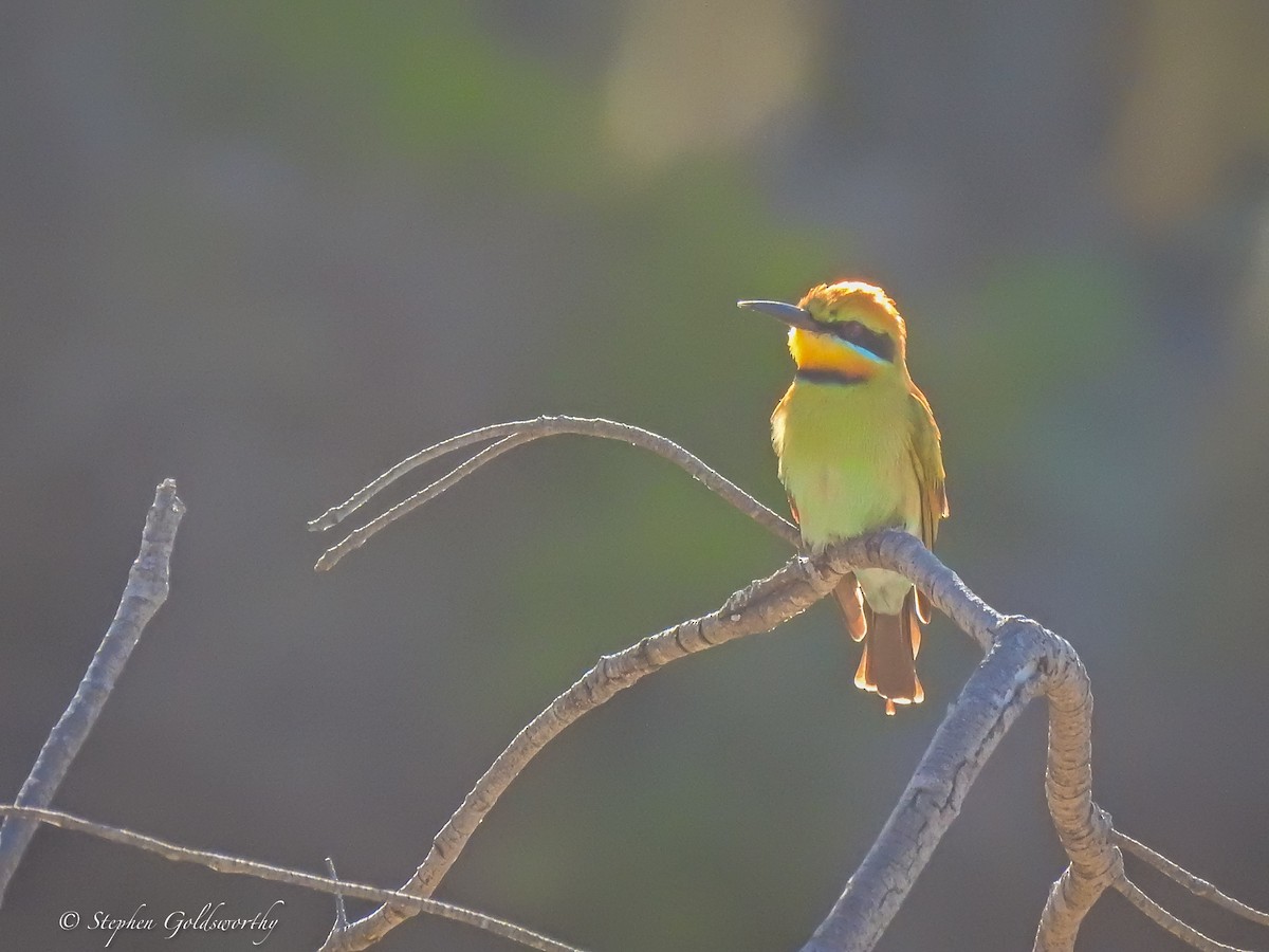 Rainbow Bee-eater - ML621091076