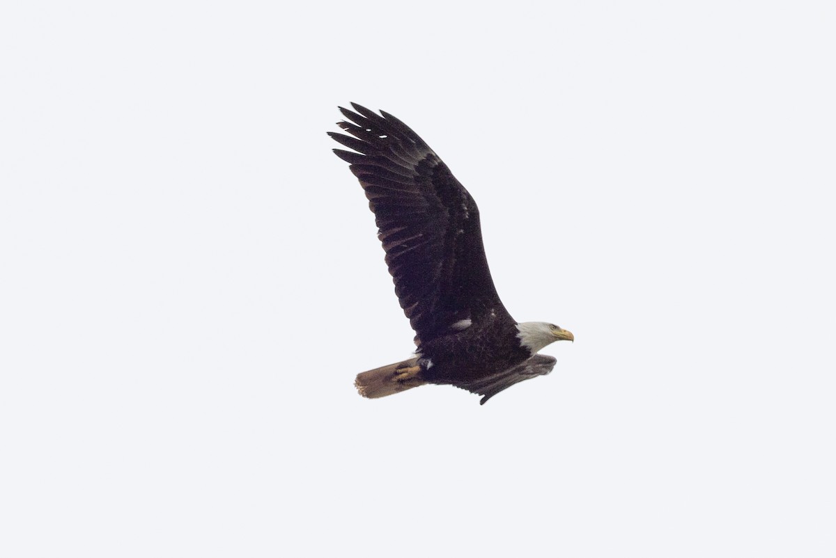 Bald Eagle - ML621091101