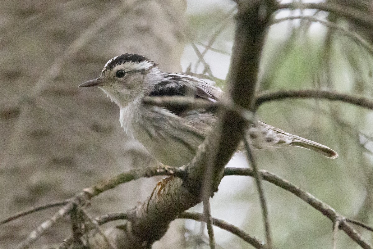 Black-and-white Warbler - ML621091103