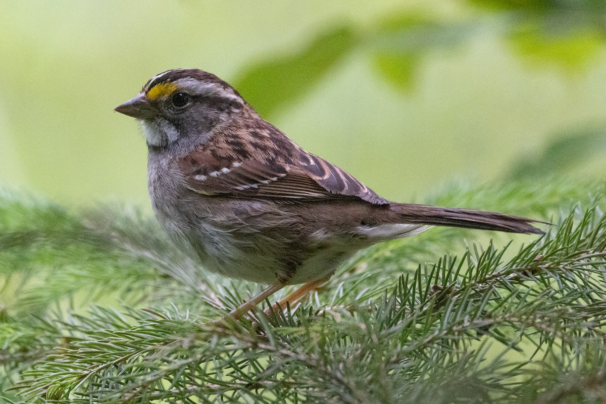 White-throated Sparrow - ML621091104