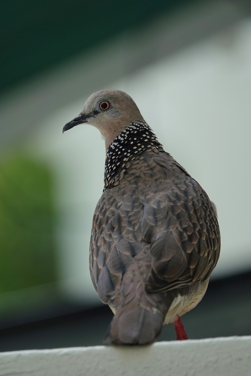 Spotted Dove (Eastern) - ML621091127
